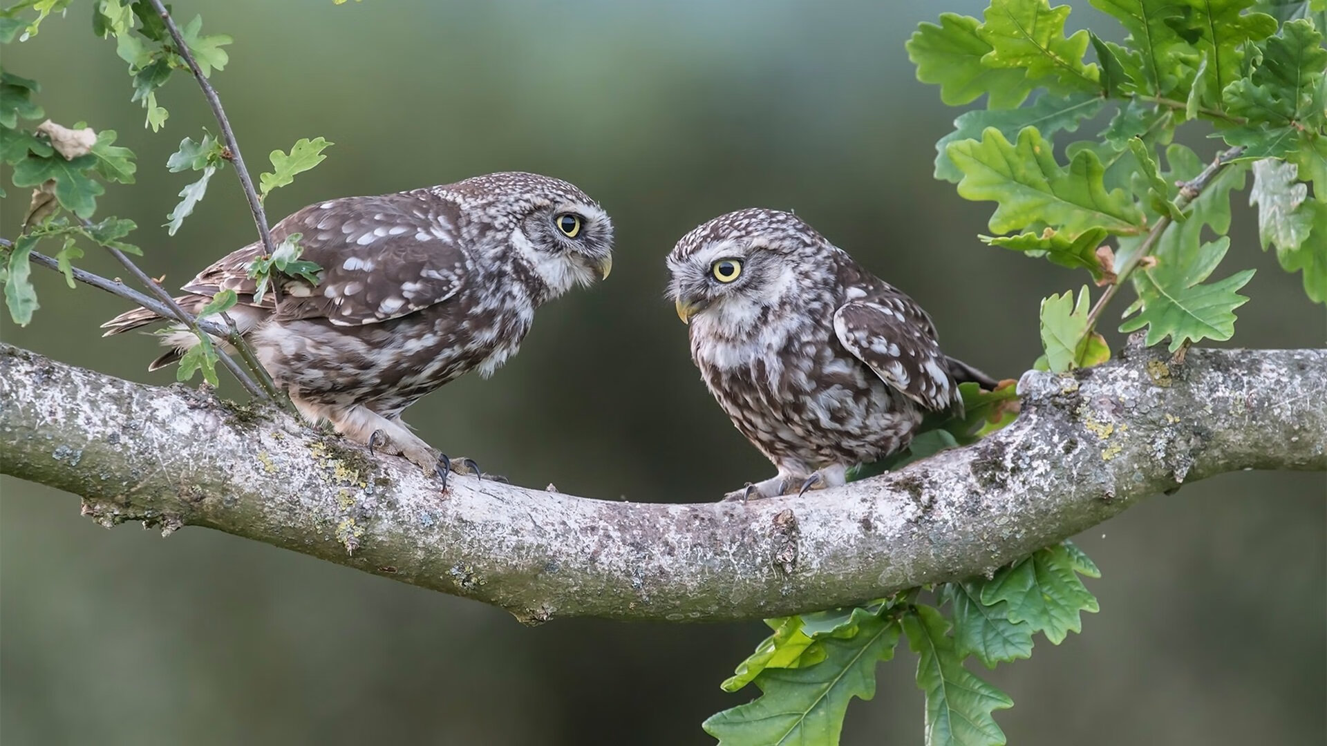 2019年总决赛第4场:库里在第一节就投进连续两个长距离三分,开启“火力模式”