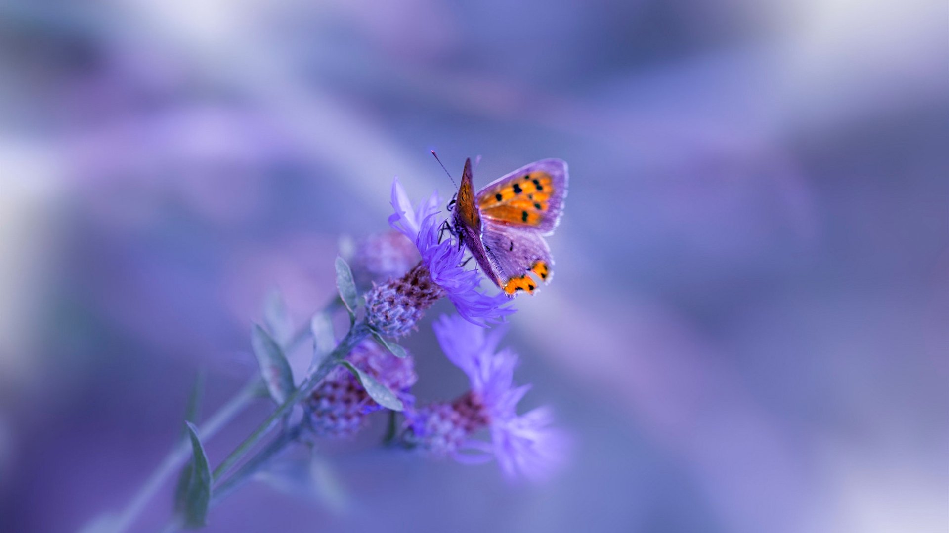 AC MILANSPORTS-_公牛中锋发威，球队迎来关键胜利_，公牛队中锋是谁