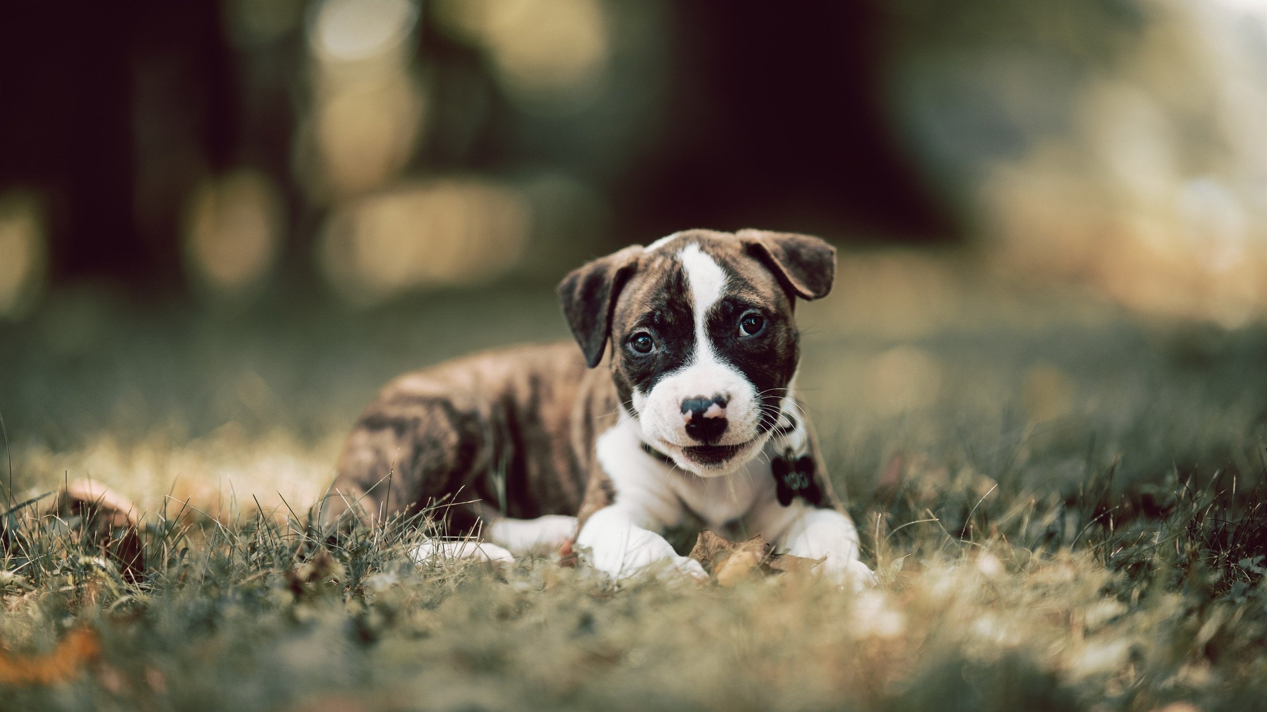 AC Milan-_极地冰雪游乐园：带你玩转冰雪奇趣_，极地馆和冰雪大世界能一天玩完吗