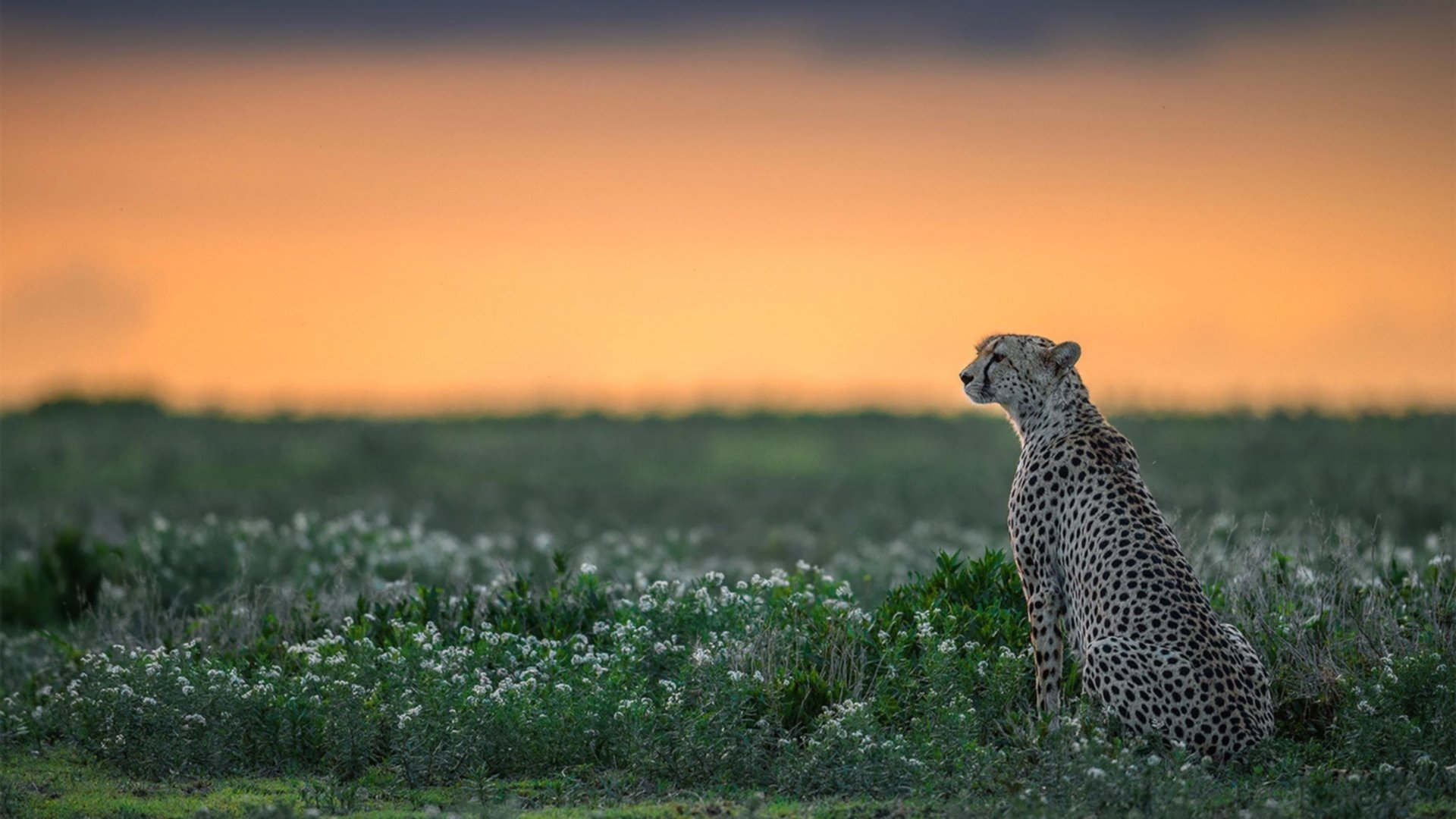 milanAPP下载入口官网-“青少年足球校园比赛覆盖面加大，普及全民体育”，2021年全国青少年校园足球比赛