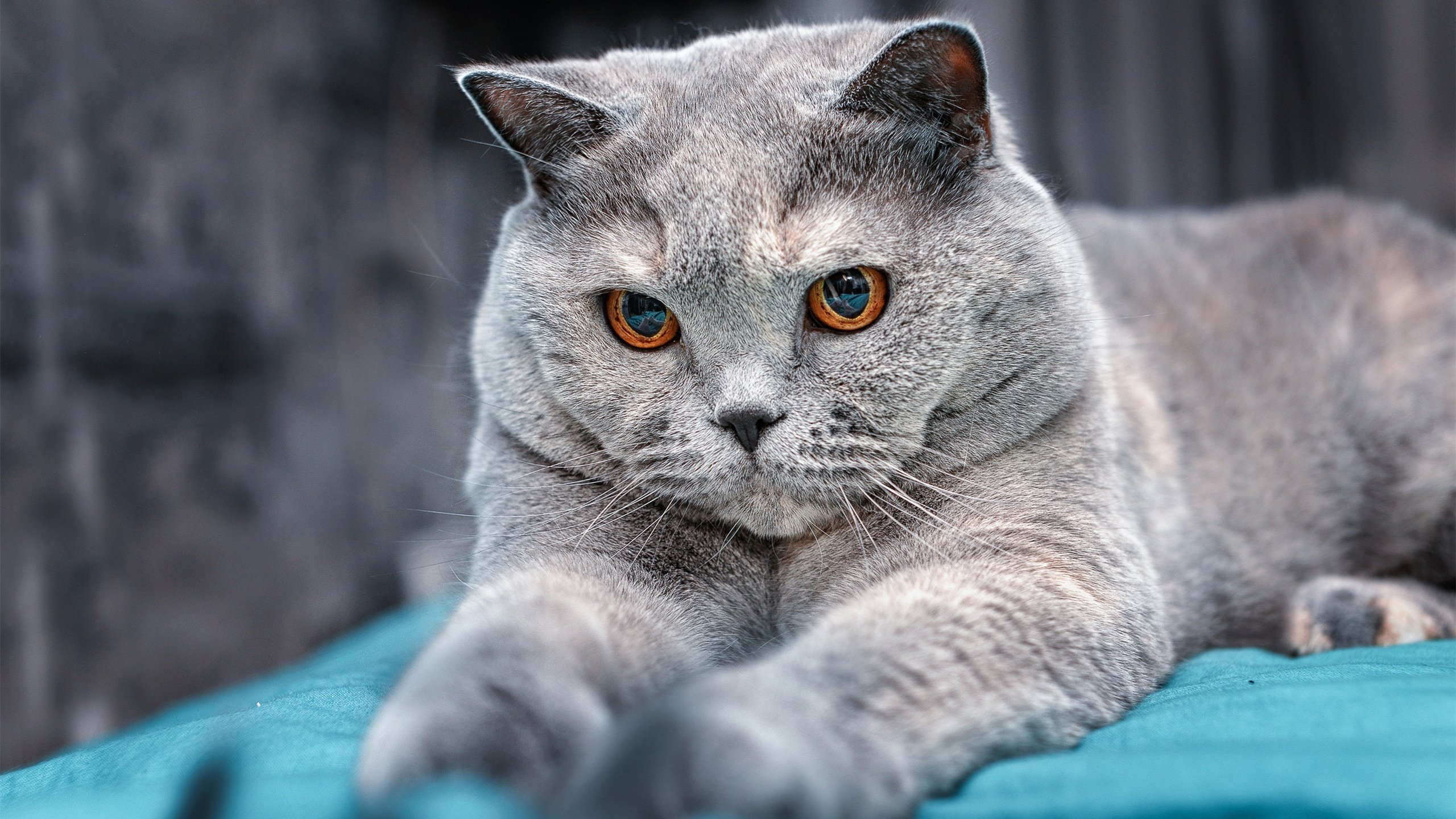 中国足球代表团访问欧洲，学习先进经验，中国足球访谈