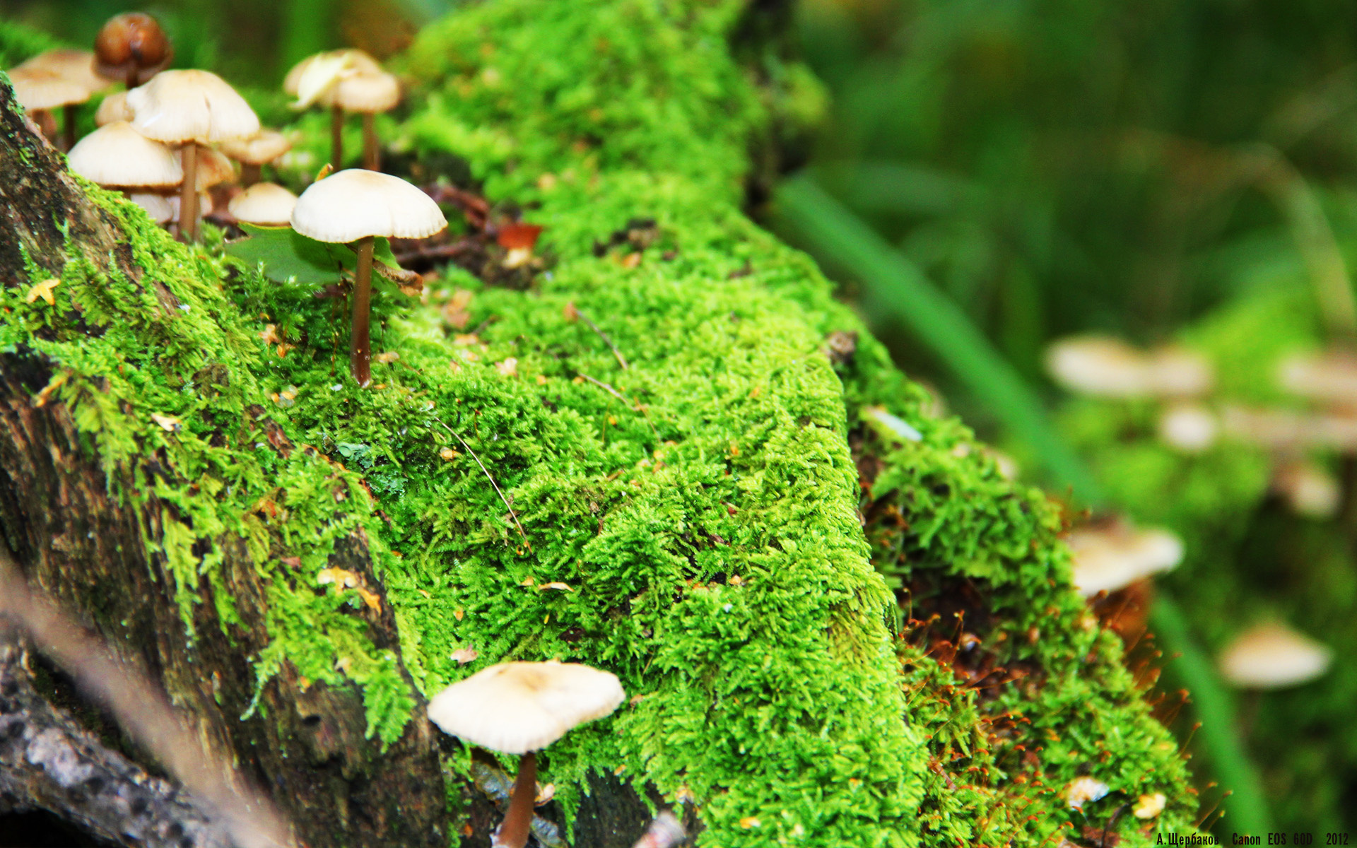 传统武艺光影秀：文化之美在运动中绽放