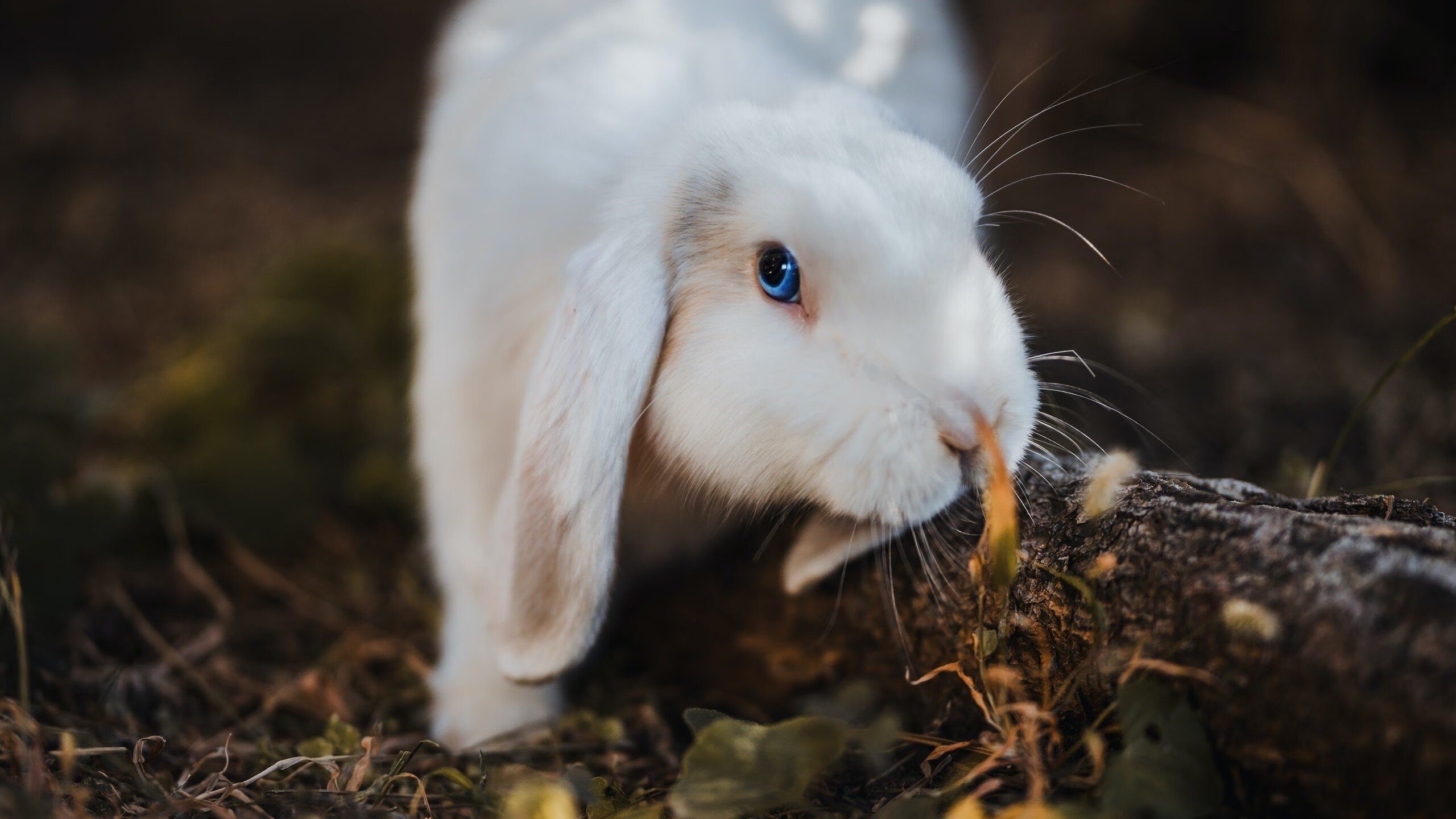 勇士在季后赛中逆境反击,库里超级三分带队成功翻盘!,勇士库里得分王