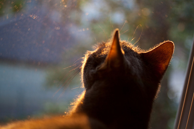 新能源赛车：节能减排的未来，新能源汽车挑战赛