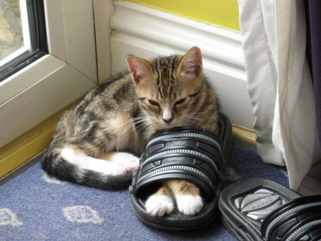 比赛精彩瞬间:封盖、投篮、抢断精彩集锦!,篮球封盖