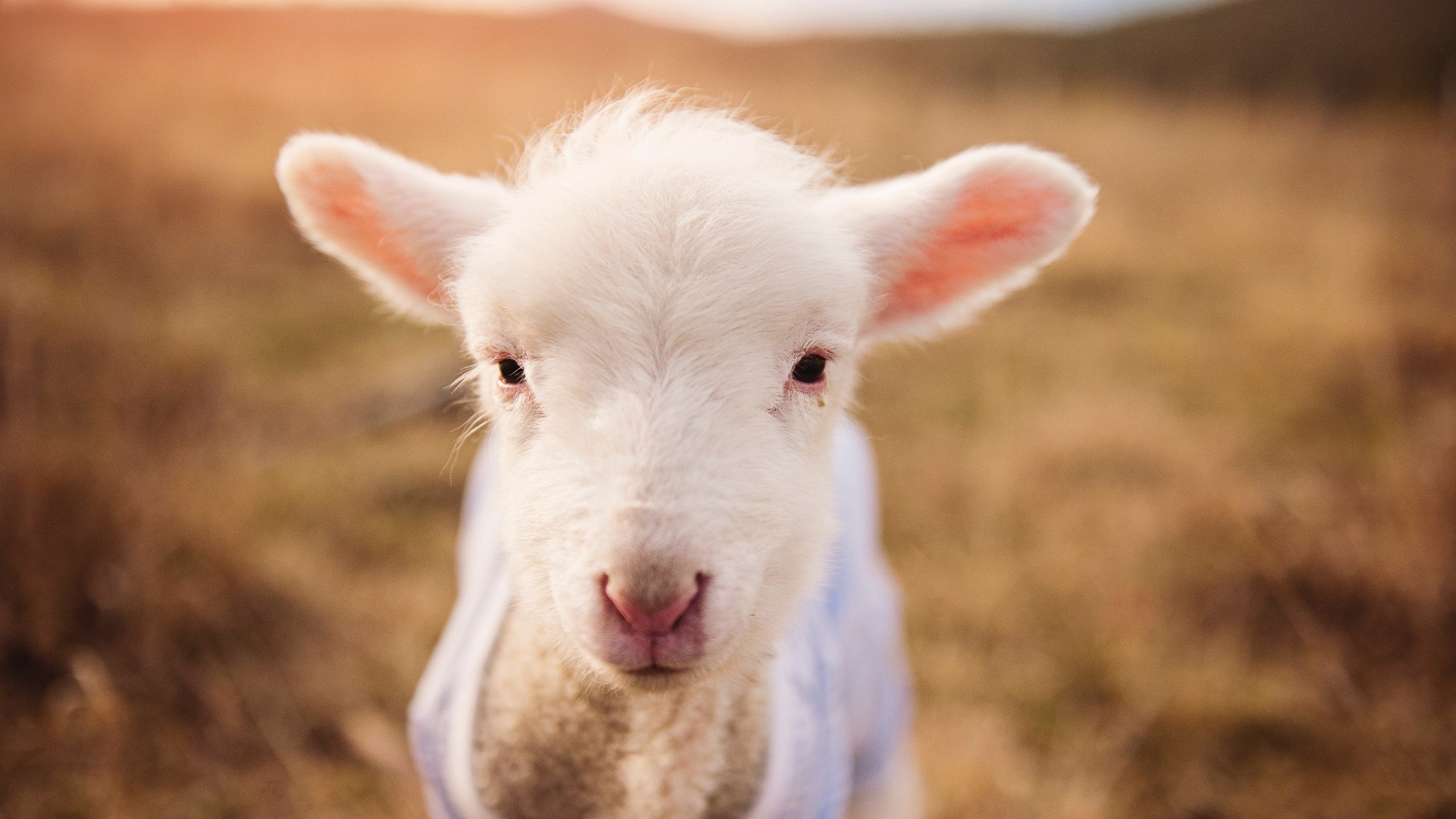 C9迎战LPL战队赛前前瞻，c9战队首发