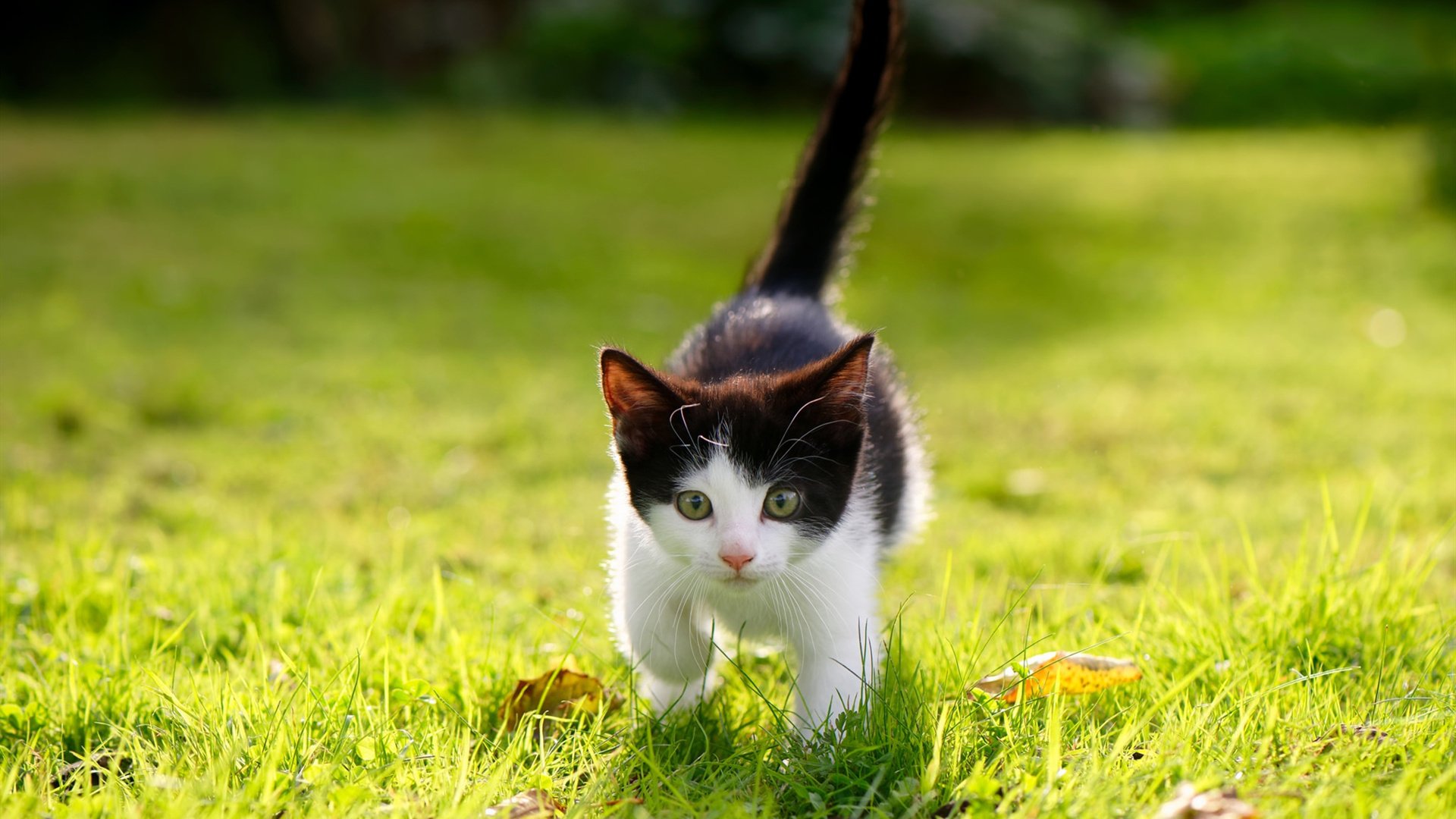 AC Milan-中国足球的青少年足球培训体系建设方案实施方案，青少年足球培训学校