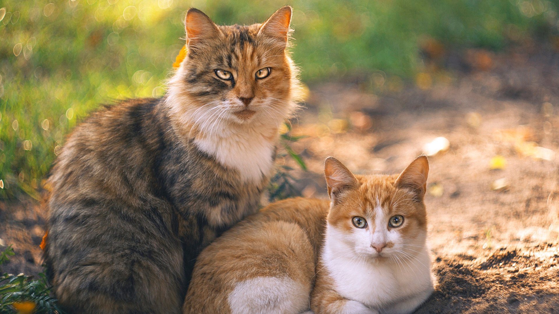 佛罗里达美洲豹队赢得2024年斯坦利杯,佛罗里达州美洲豹
