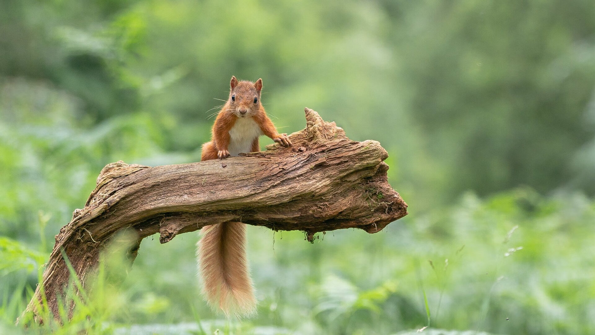 吉达联合防守端展现统治力,吉达塔百科