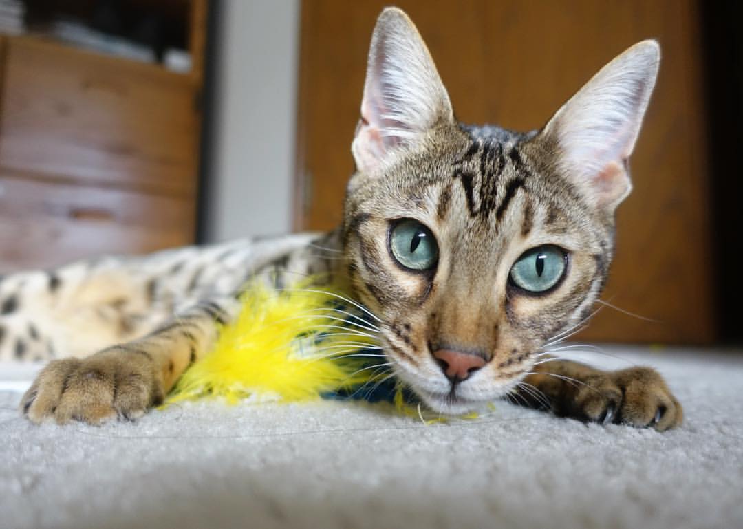 富勒姆困境难解,客场遭遇惨败!,富勒姆老板