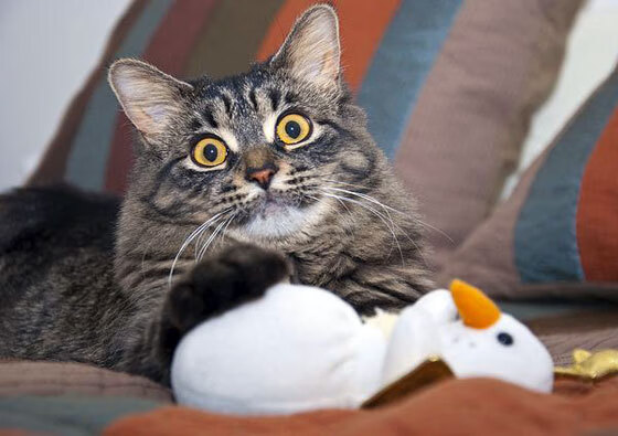 富勒姆客场取胜切尔西，英超保级斗争形势扭转，富勒姆转会