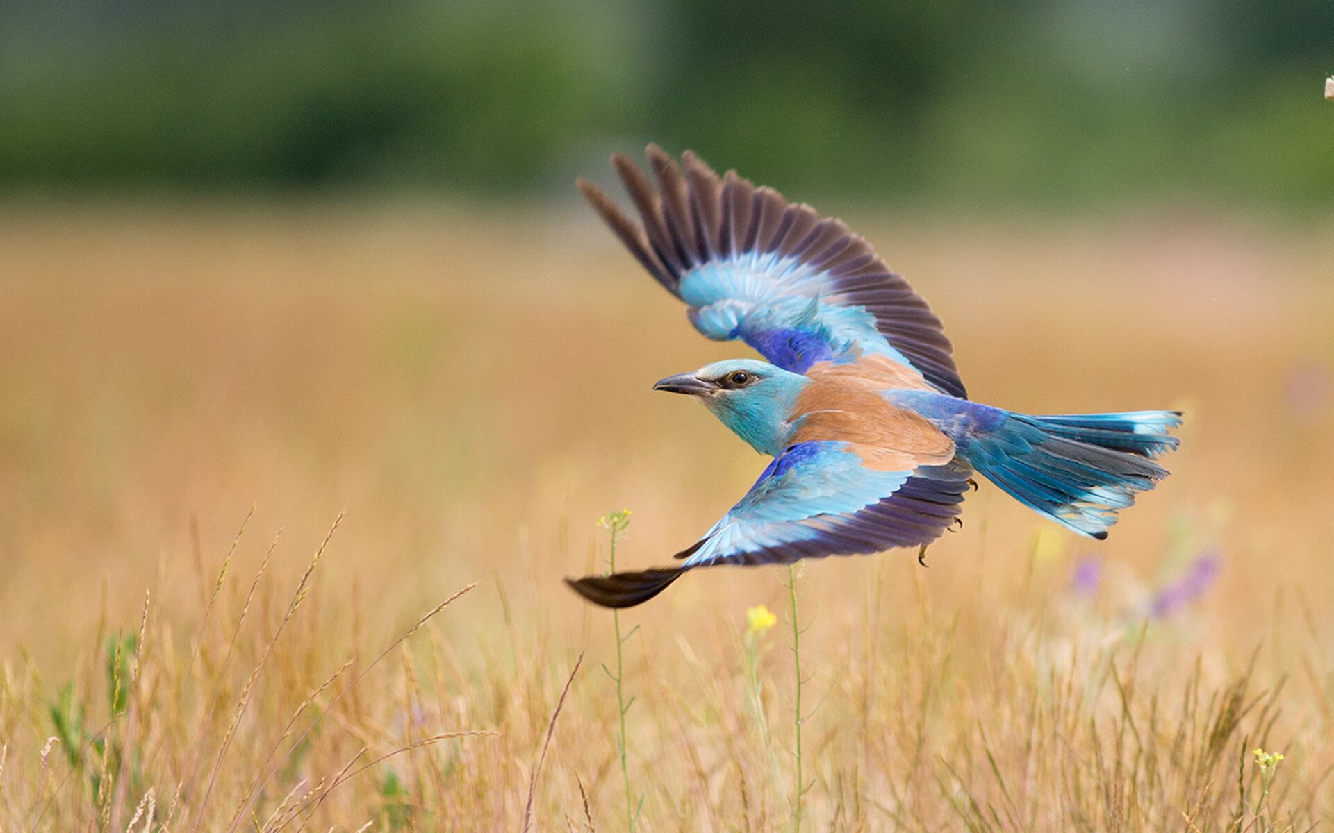 日本新生代球员崭露头角,成为关注焦点,日本新生代男星