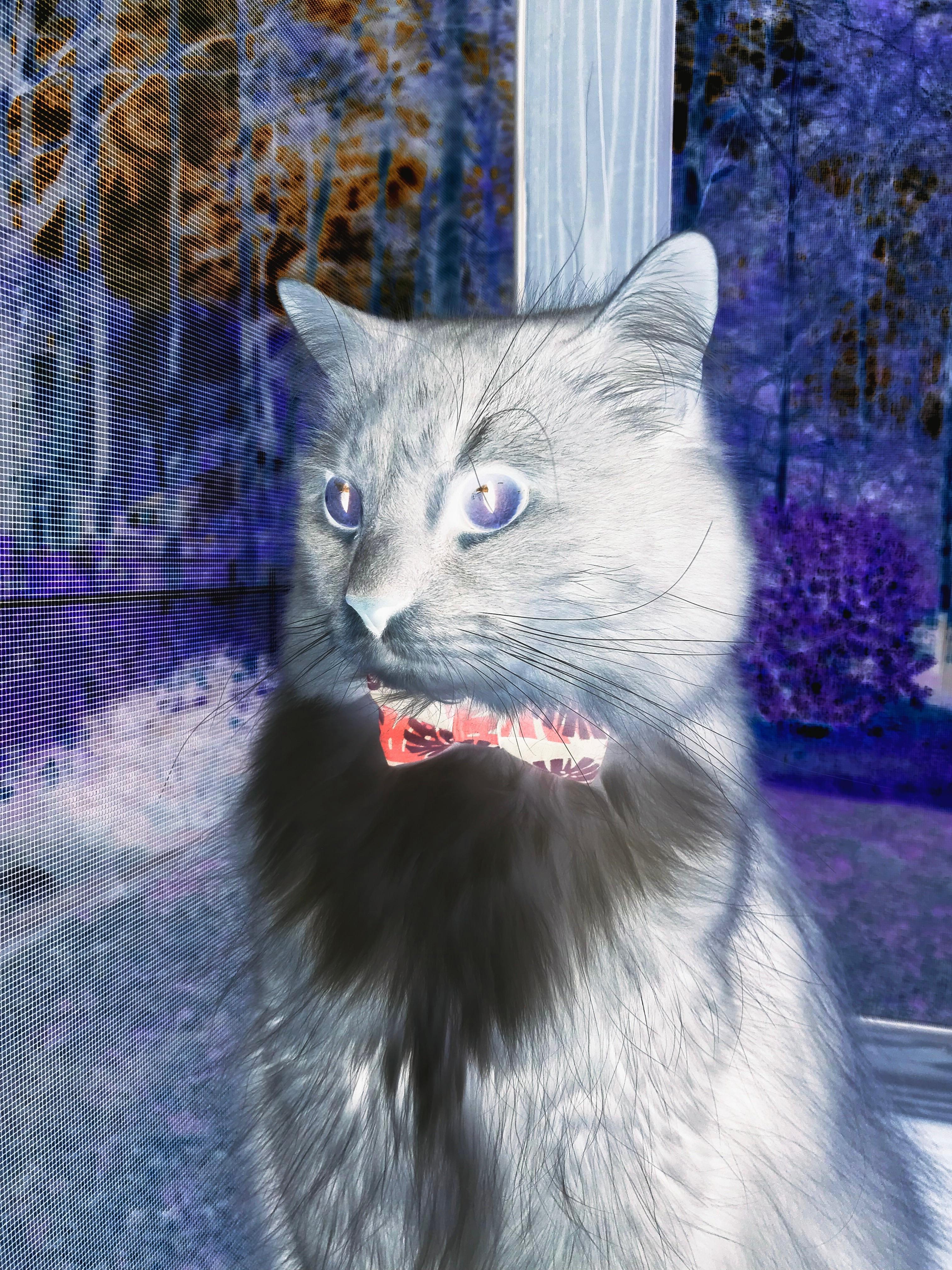 篮球传奇回归:科比布莱恩特再度现身球场振翅飞翔,科比布莱恩特的篮球比赛