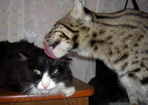 AC米兰赛程-体育新闻中心推动体育赛事4K高清直播技术升级，体育新闻播报视频