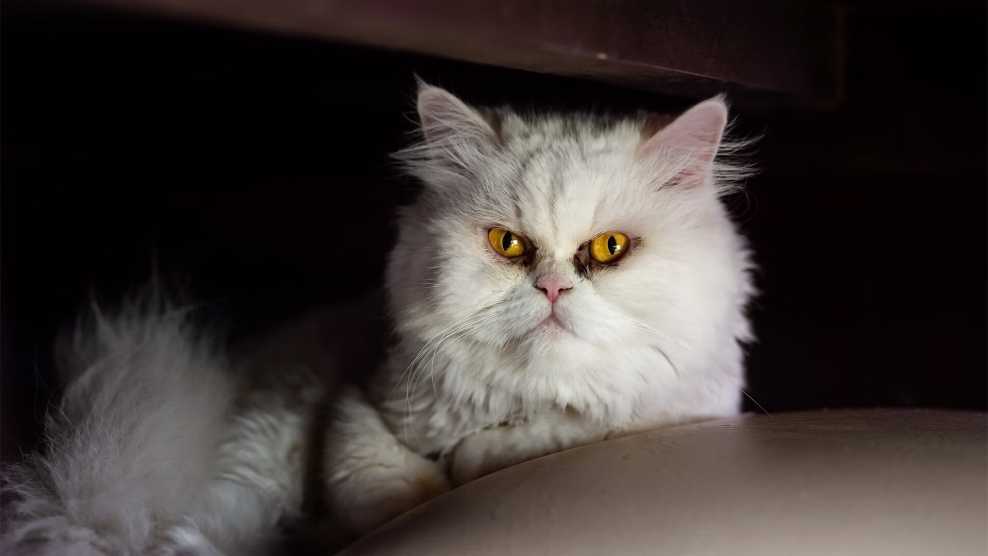 划频稳定性成蝶泳长距离胜负关键,蝶泳划水动作