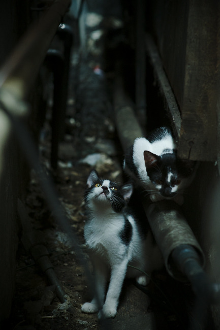 国家女篮注重对手研究提升比赛适应性,国家队女篮要求