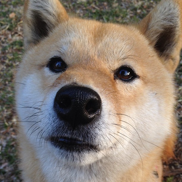 美国队首次突破四强，挑战乒坛强队，美国乒乓球职业联赛