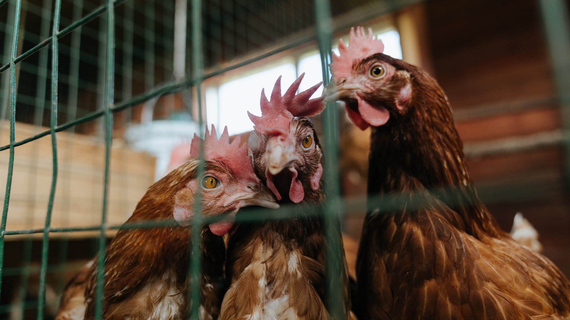 AC米兰-篮球校园文化节融合艺术设计提升学生参与创意空间，校园篮球文化活动