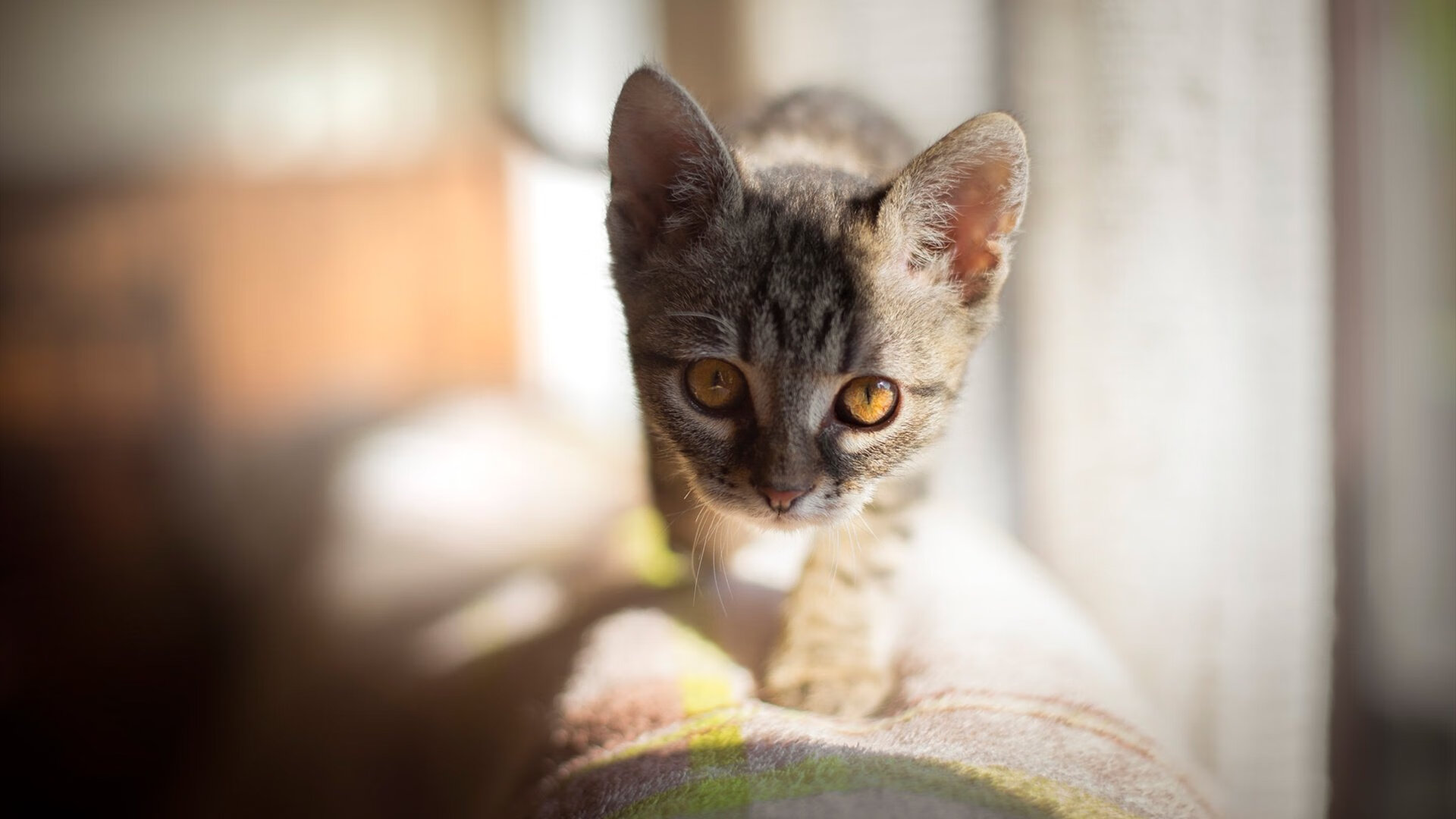 篮球校园文化节融合艺术设计提升学生参与创意空间,校园篮球文化活动